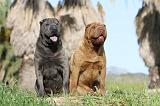 SHAR-PEI 218